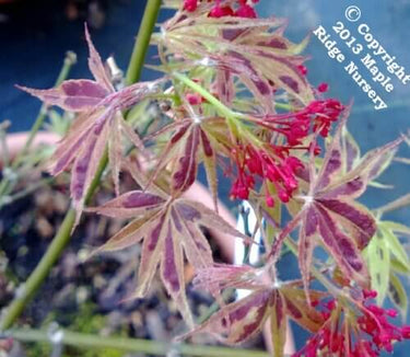 Acer palmatum 'Manyo no sato' Variegated Japanese Maple